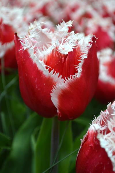 Фото 4. Луковица тюльпана оптом напрямую из Голландии