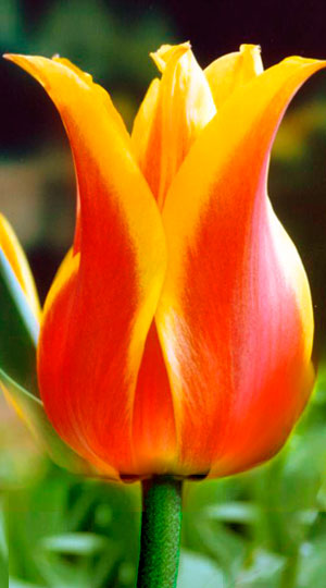 Фото 5. Луковица тюльпана оптом напрямую из Голландии