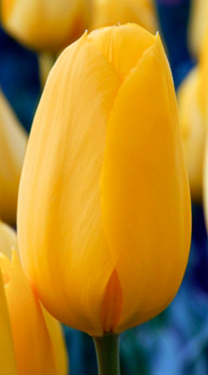 Фото 8. Луковица тюльпана оптом напрямую из Голландии