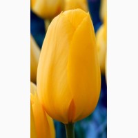 Луковица тюльпана оптом напрямую из Голландии