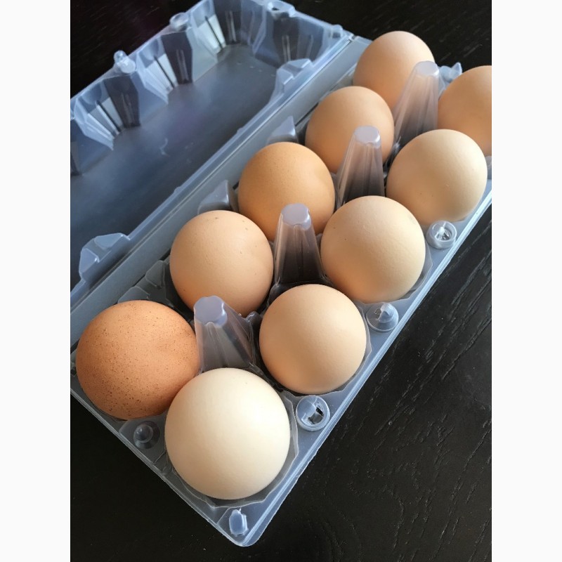 Фото 2. Домашні курячі яйця