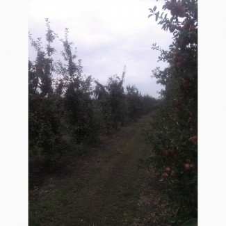 Садженці яблунь
