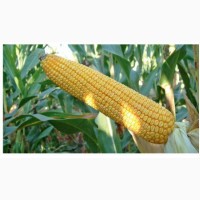 ОНІКС насіння кукурудзи (ФАО - 350)
