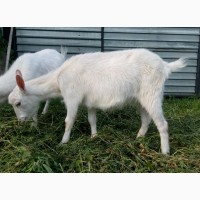 Продам зааненскую (75 %) козу