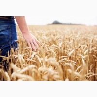 Закупка пшениці некласної+організація доставки