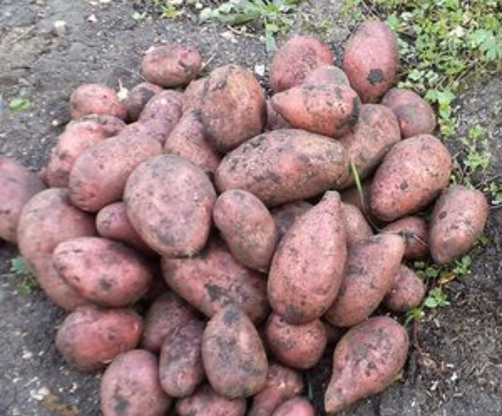 Продам картошку, купити картошку — Agro-Ukraine