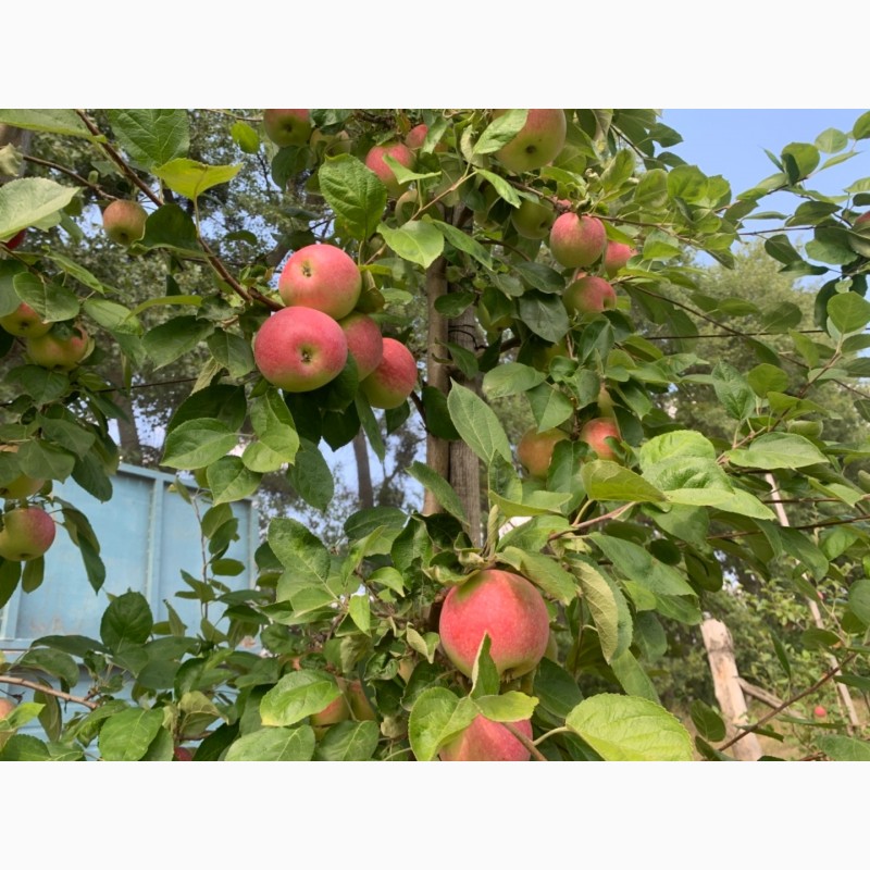 Фото 3. Фермерське господарство реалізує яблука 2021р