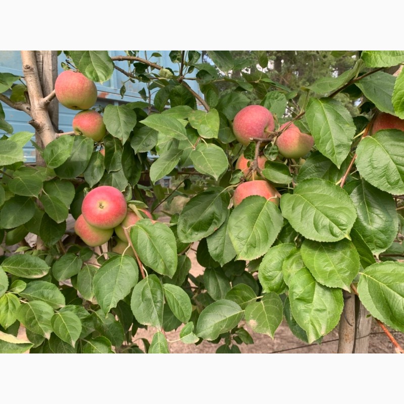 Фото 4. Фермерське господарство реалізує яблука 2021р