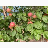 Фермерське господарство реалізує яблука 2021р