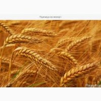 Фуражный ячмень кукуруза пшеница