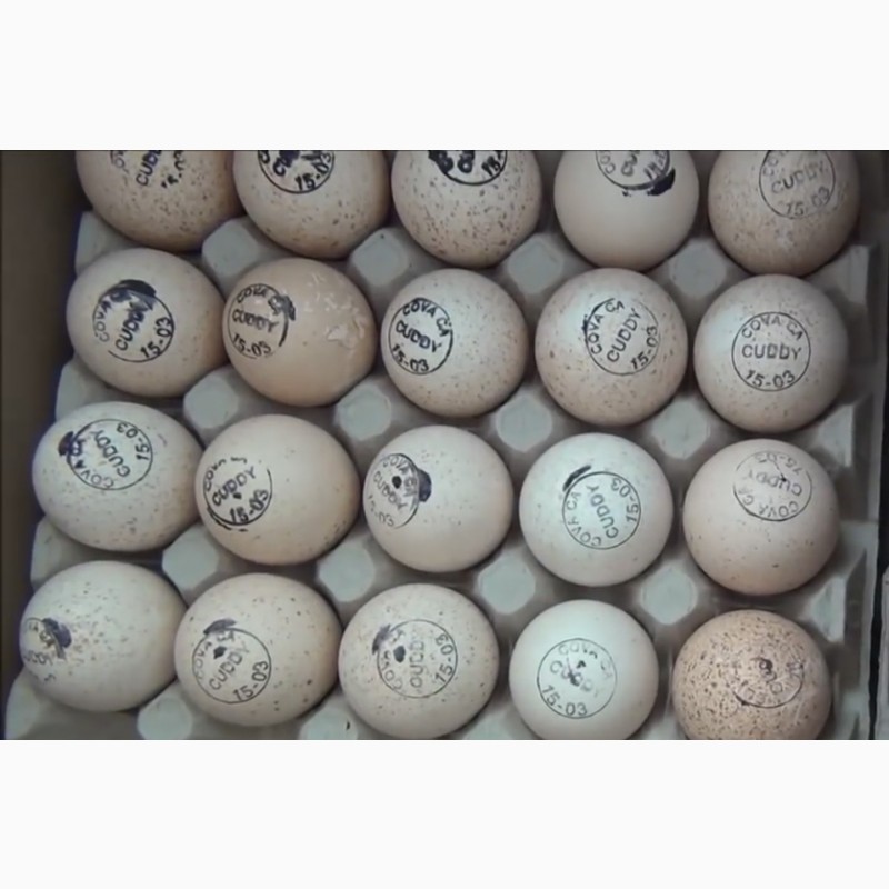 Купить яйцо хайбрид. Инкубационное яйцо индюков Биг-6. Инкубационное яйцо индейки Биг 6. Инкубационное яйцо индюшат Биг-6. Яйцо инкубационное индюшиное Биг 6.