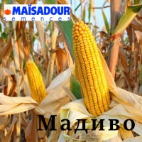 Гибрид кукурузы Madivo (Оригинатор Maisadour Semences)