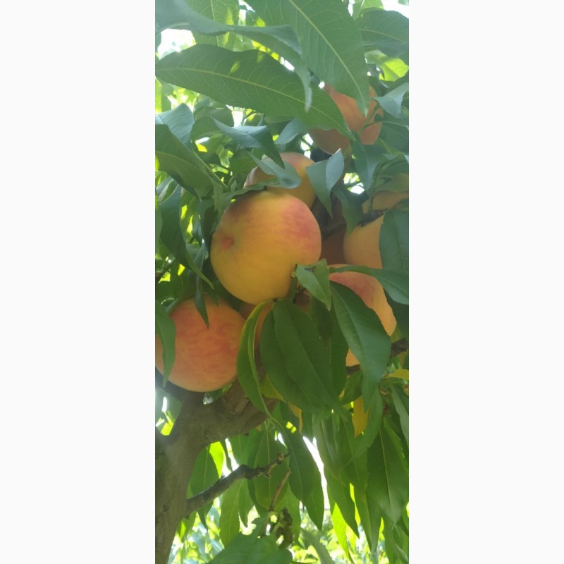 Сорта персика вайн голд