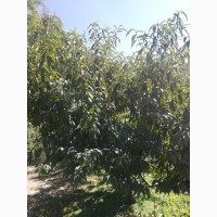 Саженци персика Вайн Голд Т3