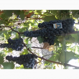 Продам технічні сорти винограду