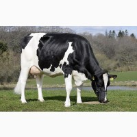 Продам корів (ВРХ) породи Данська голштинська