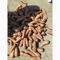 Продам морковь Боливар, товарное качество