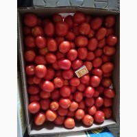Продам помидор оптом