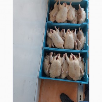 Продам тушки утки, а также живым весом