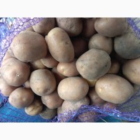 Продам семенной картофель Беллароса 2 репродукция