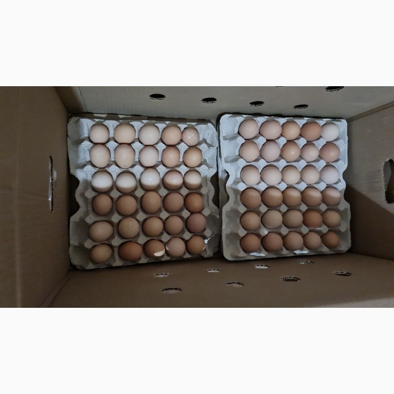 Фото 2. Домашние вкусные яйца