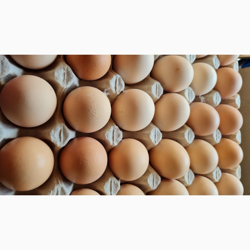 Фото 3. Домашние вкусные яйца