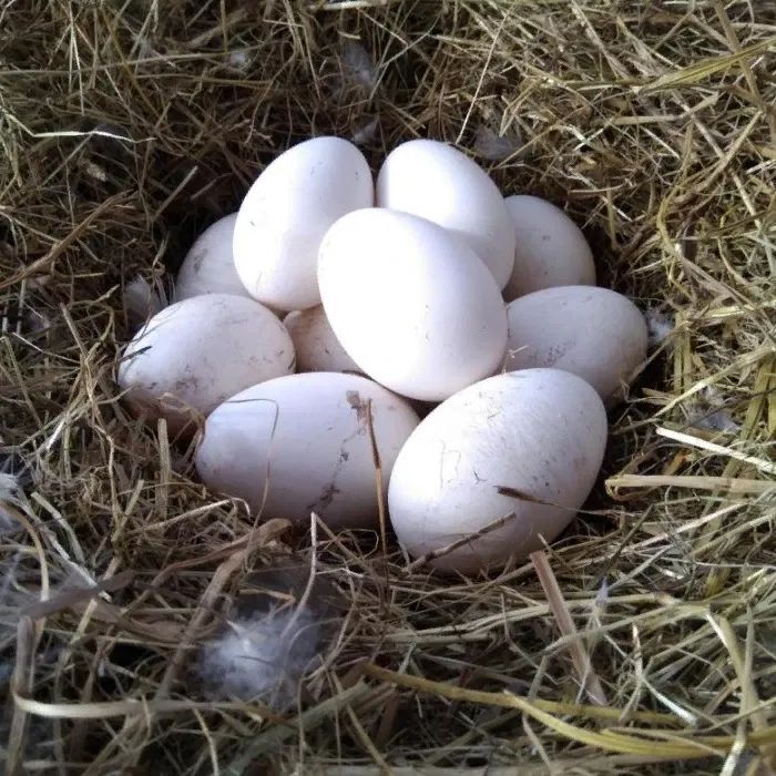 Фото 3. Продам гусині інкубаційні яйця із власної ферми