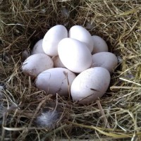 Продам гусині інкубаційні яйця із власної ферми