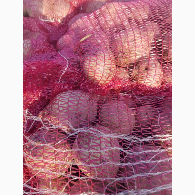 Фото 8. Продам картоплю, капусту, буряк, яблука