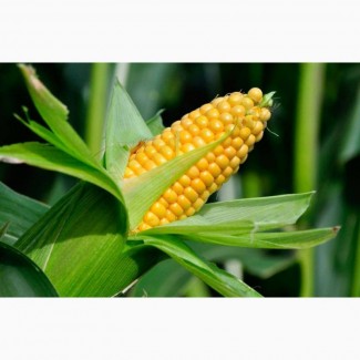 Семена кукурузы ЗЕРНОСЛАВ ФАО 230