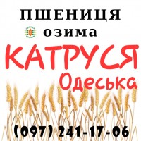 Насіння озимої пшениці Катруся Одеська (СГІ), еліта / 1 репродукція - від виробника