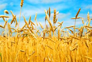 Фото 7. Урожай 2023. Купим пшеницу оптом