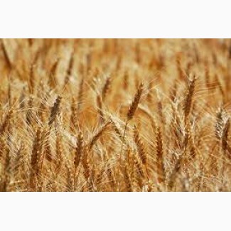 Закупляємо пшеницю ( 2/3/4 клас) Вінницька область