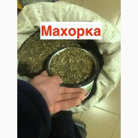 Махорка 2023 року для справжніх цінителів