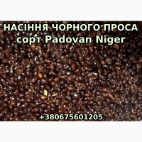 Насіння чорного ПРОСО Padovan Niger
