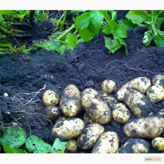 Картопля насіннева компанії Агріко Україна