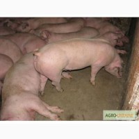 Продам свиньи живым весом 110-130кг 33, 00грн/кг Торг