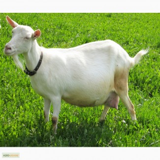 Продам коз молочной породы(зааненской)