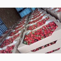Недорого продам ягоды клубники с поля