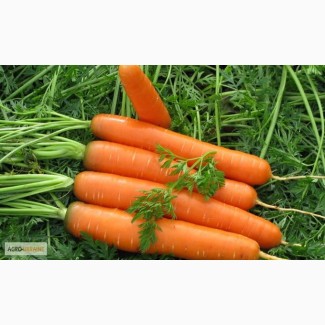 Морковь Нанская