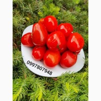 Продам соленые помидоры (сливка)