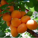 Садженці абрикос