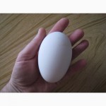 Продам инкубационное яйцо гуся породы мамут