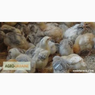 Подрощенные цыплята мясо-яичных пород ( венгерки ) оптом