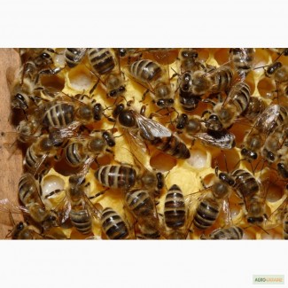 Продам пчелопакети з доставкою по Україні