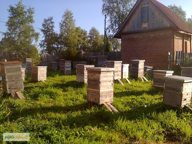 Фото 2. Продам пчелопакети з доставкою по Україні