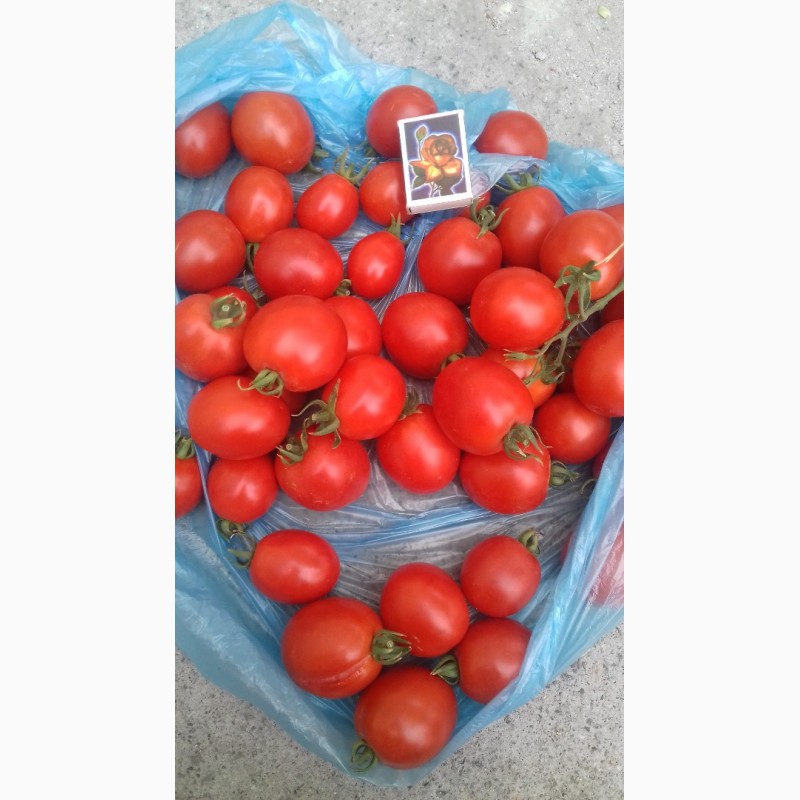 Фото 3. Продам томат (помидоры)