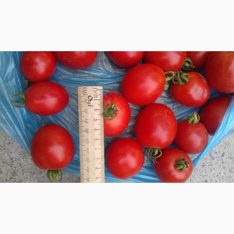 Фото 5. Продам томат (помидоры)