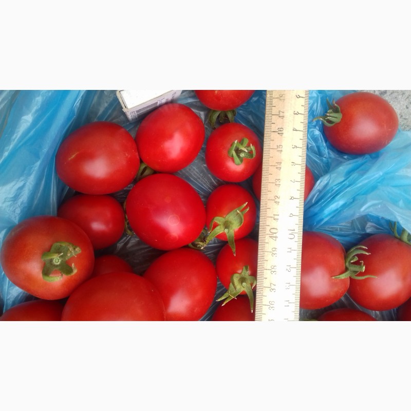 Фото 6. Продам томат (помидоры)