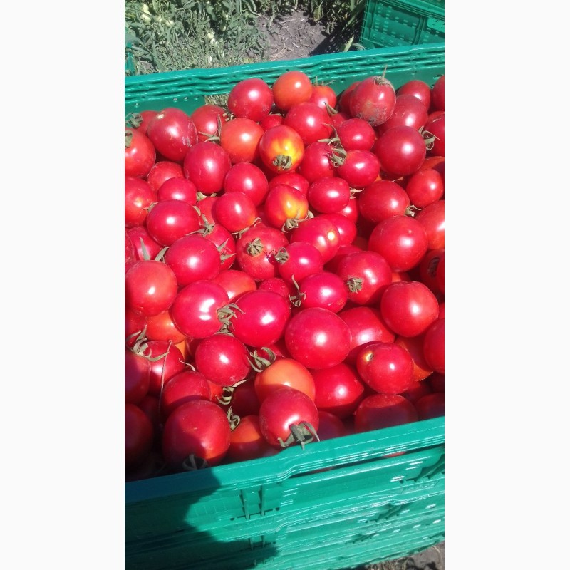 Фото 7. Продам томат (помидоры)